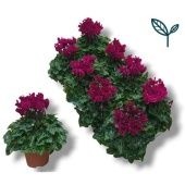 Цикламен Compact Purple d10.5 см h17.5 см