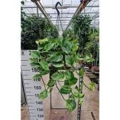 Эпипремнум Пиннатум Марбл Квин d27 см Эпипремнум Пиннатум Марбл Квин d27 см