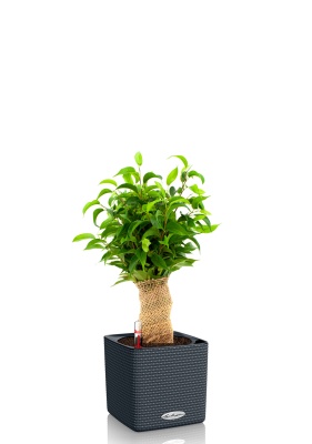 Фикус Бенджамина Наташа в джуте 12/30 см в CUBE COLOR 16