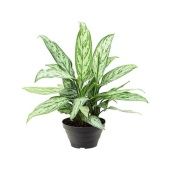 Аглаонема Сильвер Квин "Silver Queen" d17 см h45 см тип 2 Аглаонема Сильвер Квин "Silver Queen" d17 см h45 см тип 2
