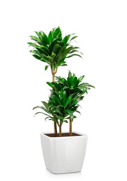 Драцена Компакта 3 ствола 21/100 см в QUADRO LS 28