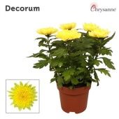 Хризантема Зембла желтая d17 см h35 см тип 1