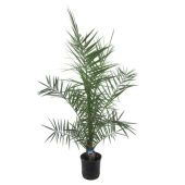 Финик канарский d19 см h140 см