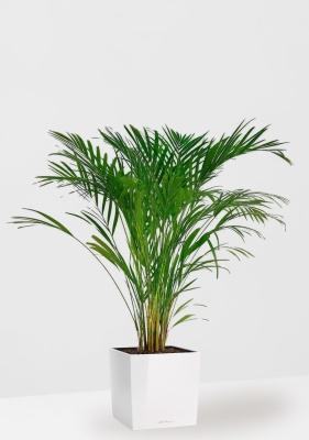 Хризалидокарпус Арека 19/120 см в CUBE 30, белый блестящий