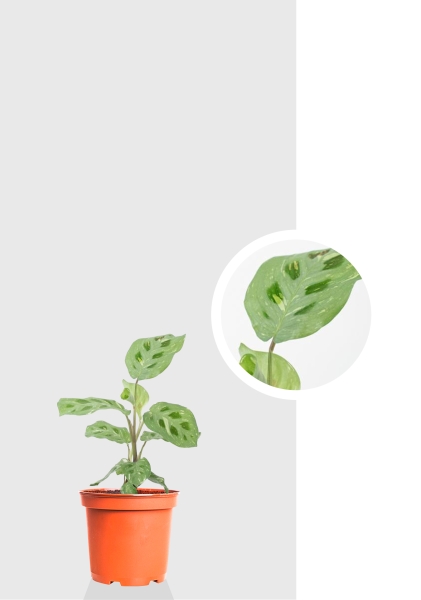 Маранта Кершовеана 12/35 см