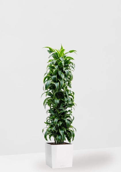 Драцена Дорадо бранч 34/170 см в CUBE 40 Драцена Дорадо бранч 34/170 см в CUBE 40