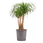 Нолина бранч d27 см h80 см тип 1 Нолина бранч d27 см h80 см тип 1