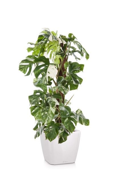 Монстера Вариегатная на опоре 30/170 см в QUADRO LS 43