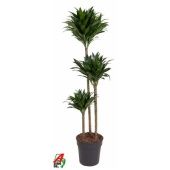 Драцена Компакта 3 ствола d24 см h130 см
