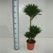 Драцена Компакта 3 ствола d21 см h90 см