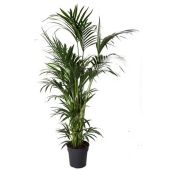 Ховея Форстериана d31 см h200 см