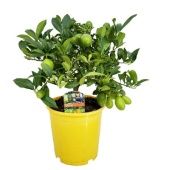 Цитрус Лимон d19 см h40 см Цитрус Лимон d19 см h40 см