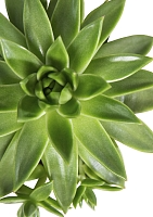 Эхеверия зеленая 10/15 см в CUBE COLOR 14