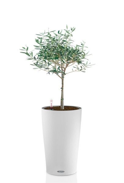 Олива 19/90 в CILINDRO 32 Олива 19/90 в CILINDRO 32