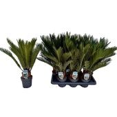 Цикас Революта 10+ листьев d14 см h55 см