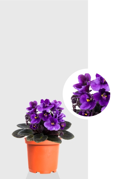 Фиалка микс 12/25 см