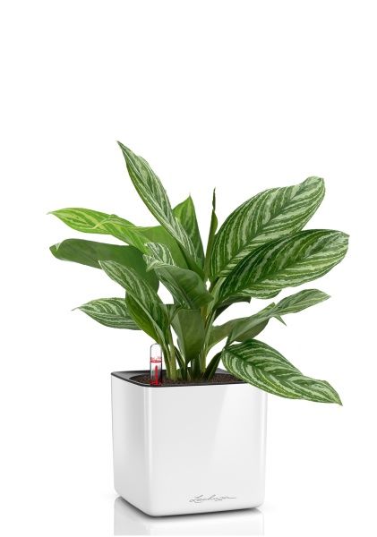 Аглаонема Страйп в CUBE GLOSSY 14