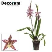 Орхидея Камбрия Пурпурная принцесса 2 ствола (decorum) d12 см h60 см