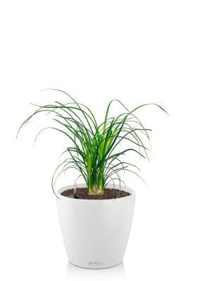 Нолина 3 луковицы 12/30 см в CLASSICO COLOR 18, белый