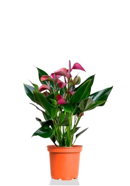 Антуриум Андрианум пурпурный 17/55 см