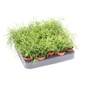 Рипсалис Кассута Oasis d5.5 см h10 см