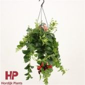 Эсхинантус Мона Лиза d15 см h35 см