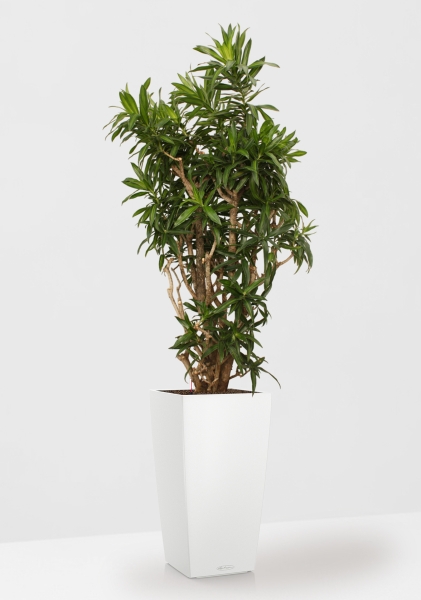 Драцена Песнь Ямайке 35/150 в CUBICO COLOR 40