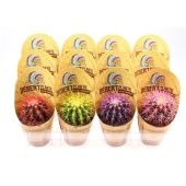 Эхинокактус Rainbow Koker d8.5 см h10 см