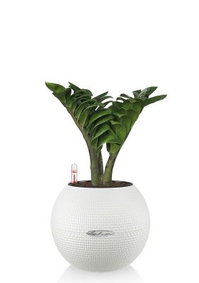 Замиокулькас Зензи 12/30 см в PURO 20, белый