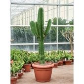 Эуфорбия Ингенс d45 см h190 см Эуфорбия Ингенс d45 см h190 см