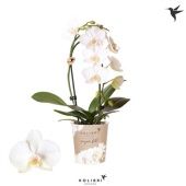 Фаленопсис Little Kolibri 1st Fountain White 15+ d9 см h40 см