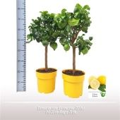 Цитрус Лимон на стволе d23 см h70 см