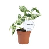 Сингониум моттлед d12 см h25 см Сингониум моттлед d12 см h25 см