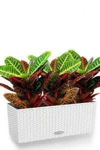 Кротон Cottage 50/50 см, белый