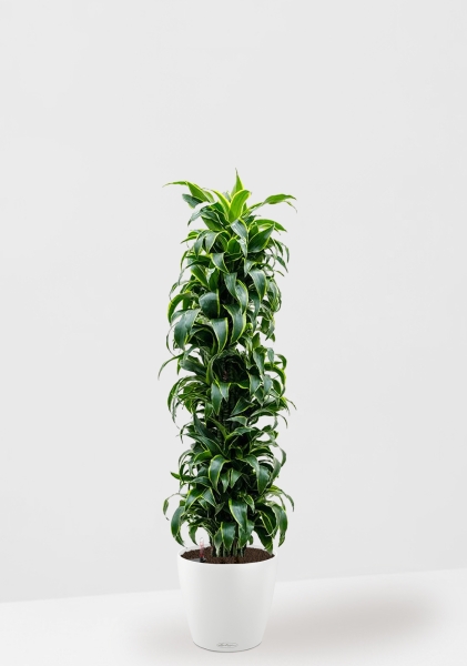 Драцена Дорадо бранч 34/170 см в CLASSICO COLOR 43