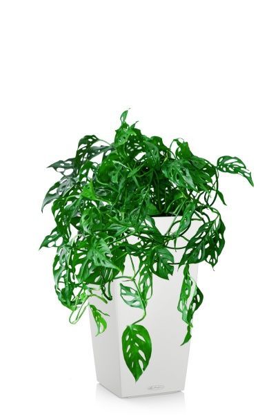 Монстера Манки в CUBICO COLOR 22