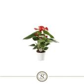 Антуриум Андрианум Чемпион красный d7 см h25 см