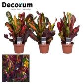 Кротон Кодиеум Head (decorum) d7 см h20 см (Голландия) Кротон Кодиеум Head (decorum) d7 см h20 см (Голландия)