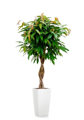 Фикус Биннендийка Амстел Кинг переплетенный 27/140 см в CUBICO COLOR 30