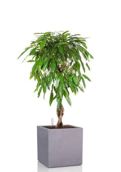 Фикус Амстел Кинг переплетенный 27/120 см в CANTO STONE LOW 40