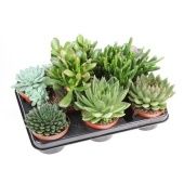 Суккуленты микс d10.5 см h12.5 см тип 1