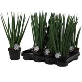 Сансевиерия цилиндрика микс d11 см h35 см