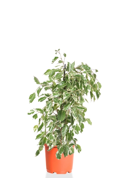 Фикус Бенджамина Голден Кинг пирамида 17/70 см Фикус Бенджамина Голден Кинг пирамида 17/70 см