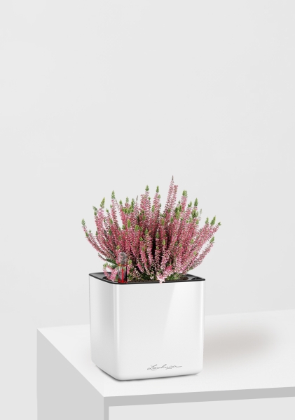 Вереск (Эрика) розовый в CUBE GLOSSY 14