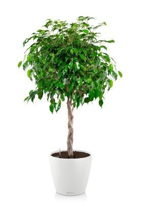 Фикус Экзотика переплетенный CLASSICO COLOR 28 Фикус Экзотика переплетенный CLASSICO COLOR 28