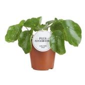 Пилея Шугар d13 см h20 см