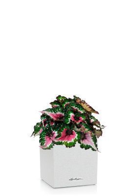 Бегония Белиф Пёрпл Блаш 13/25 см в CANTO STONE 14, песочный белый