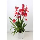 Орхидея Камбрия 3 ствола d19 см h70 см Орхидея Камбрия 3 ствола d19 см h70 см