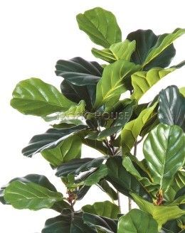Фикус Лирата 130 см