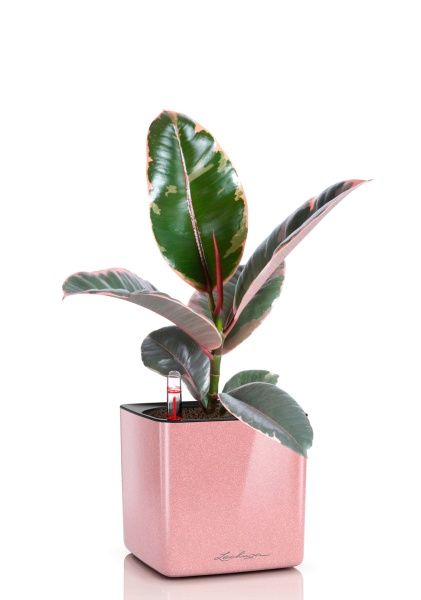 Фикус Эластика Белиз 12/45 см в CUBE GLOSSY KISS 14 Фикус Эластика Белиз 12/45 см в CUBE GLOSSY KISS 14